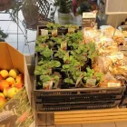 Unternehmen 1 Bild ADEG AKTIV MARKT - MARKUS WOHLGENANNT Nahrungs-/Genussmittel am Feldkirch 8