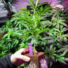 Unternehmen 7 Bild BAUMHAUS – DEIN GROWSHOP GMBH Obst, Gemüse Einzelhandel am Graz 6
