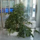 Unternehmen 5 Bild BLUMEN ANDRE STADLER Land-/Forstwirtschaft/Fischerei am Wien 9