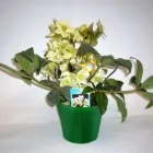 Unternehmen 2 Bild BLUMEN CLAUDIA Garten/Pflanzen am Wien 9