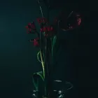 Unternehmen 6 Bild DB - DIE BLUMENBINDEREI Garten/Pflanzen am Graz 6