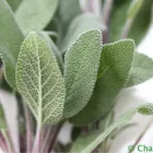 Unternehmen 1 Bild ISCHIA - JOHANN ISCHIA & CO IM- U EXPORTGESMBH & CO.KG Obst, Gemüse Einzelhandel am Innsbruck 7