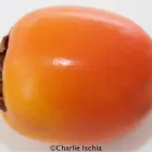 Unternehmen 4 Bild ISCHIA - JOHANN ISCHIA & CO IM- U EXPORTGESMBH & CO.KG Obst, Gemüse Einzelhandel am Innsbruck 7