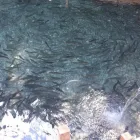 Unternehmen 3 Bild MAYER NINO - NINO'S LÄNDLEFISCH Nahrungs-/Genussmittel am Dornbirn 8