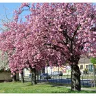 Unternehmen 1 Bild PFLANZ! GARTEN & FREIRAUM Land-/Forstwirtschaft/Fischerei am Obersdorf 3