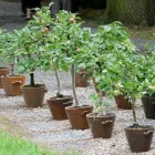 Unternehmen 1 Bild PFLANZENCENTER STEINHOFER GMBH Land-/Forstwirtschaft/Fischerei am Pamhagen 1