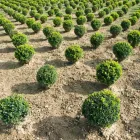 Unternehmen 2 Bild PFLANZENCENTER STEINHOFER GMBH Land-/Forstwirtschaft/Fischerei am Pamhagen 1