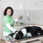 Unternehmen 1 Bild TIERARZTPRAXIS GRISSMANN Ärzte am Hall In Tirol 7