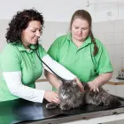 Unternehmen 2 Bild TIERARZTPRAXIS GRISSMANN Ärzte am Hall In Tirol 7