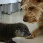 Unternehmen 2 Bild TIERKLINIK LILIENFELD DR MED VET HEINZ HEISTINGER U MAG MED VET KARIN HEISTINGER Ärzte am Lilienfeld 3