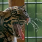 Unternehmen 1 Bild WEISSER ZOO & KAMELTHEATER KERNHOF Hotel-/Gastronomiegewerbe am Kernhof 3