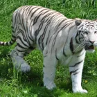 Unternehmen 2 Bild WEISSER ZOO & KAMELTHEATER KERNHOF Hotel-/Gastronomiegewerbe am Kernhof 3