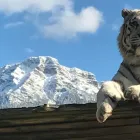Unternehmen 5 Bild WEISSER ZOO & KAMELTHEATER KERNHOF Hotel-/Gastronomiegewerbe am Kernhof 3