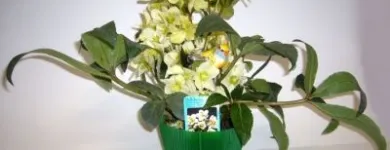 Unternehmen 2 Bild BLUMEN CLAUDIA Garten/Pflanzen am Wien 9