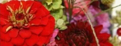 Unternehmen 2 Bild BLUMEN STIEBER Land-/Forstwirtschaft/Fischerei am Wien 9