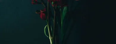 Unternehmen 6 Bild DB - DIE BLUMENBINDEREI Garten/Pflanzen am Graz 6