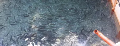 Unternehmen 3 Bild MAYER NINO - NINO'S LÄNDLEFISCH Nahrungs-/Genussmittel am Dornbirn 8