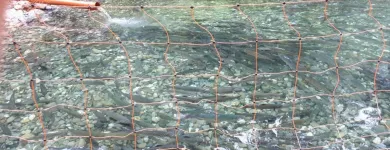 Unternehmen 6 Bild MAYER NINO - NINO'S LÄNDLEFISCH Nahrungs-/Genussmittel am Dornbirn 8