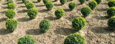 Unternehmen 2 Bild PFLANZENCENTER STEINHOFER GMBH Land-/Forstwirtschaft/Fischerei am Pamhagen 1