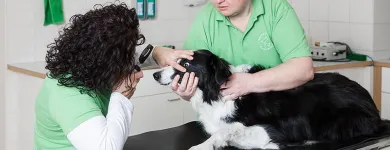Unternehmen 3 Bild TIERARZTPRAXIS GRISSMANN Ärzte am Hall In Tirol 7