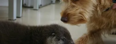 Unternehmen 2 Bild TIERKLINIK LILIENFELD DR MED VET HEINZ HEISTINGER U MAG MED VET KARIN HEISTINGER Ärzte am Lilienfeld 3
