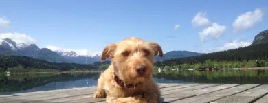 Unternehmen 6 Bild TIERKLINIK LILIENFELD DR MED VET HEINZ HEISTINGER U MAG MED VET KARIN HEISTINGER Ärzte am Lilienfeld 3