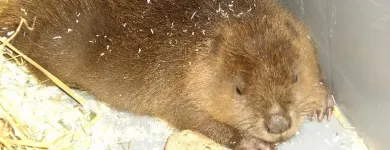 Unternehmen 7 Bild TIERKLINIK LILIENFELD DR MED VET HEINZ HEISTINGER U MAG MED VET KARIN HEISTINGER Ärzte am Lilienfeld 3