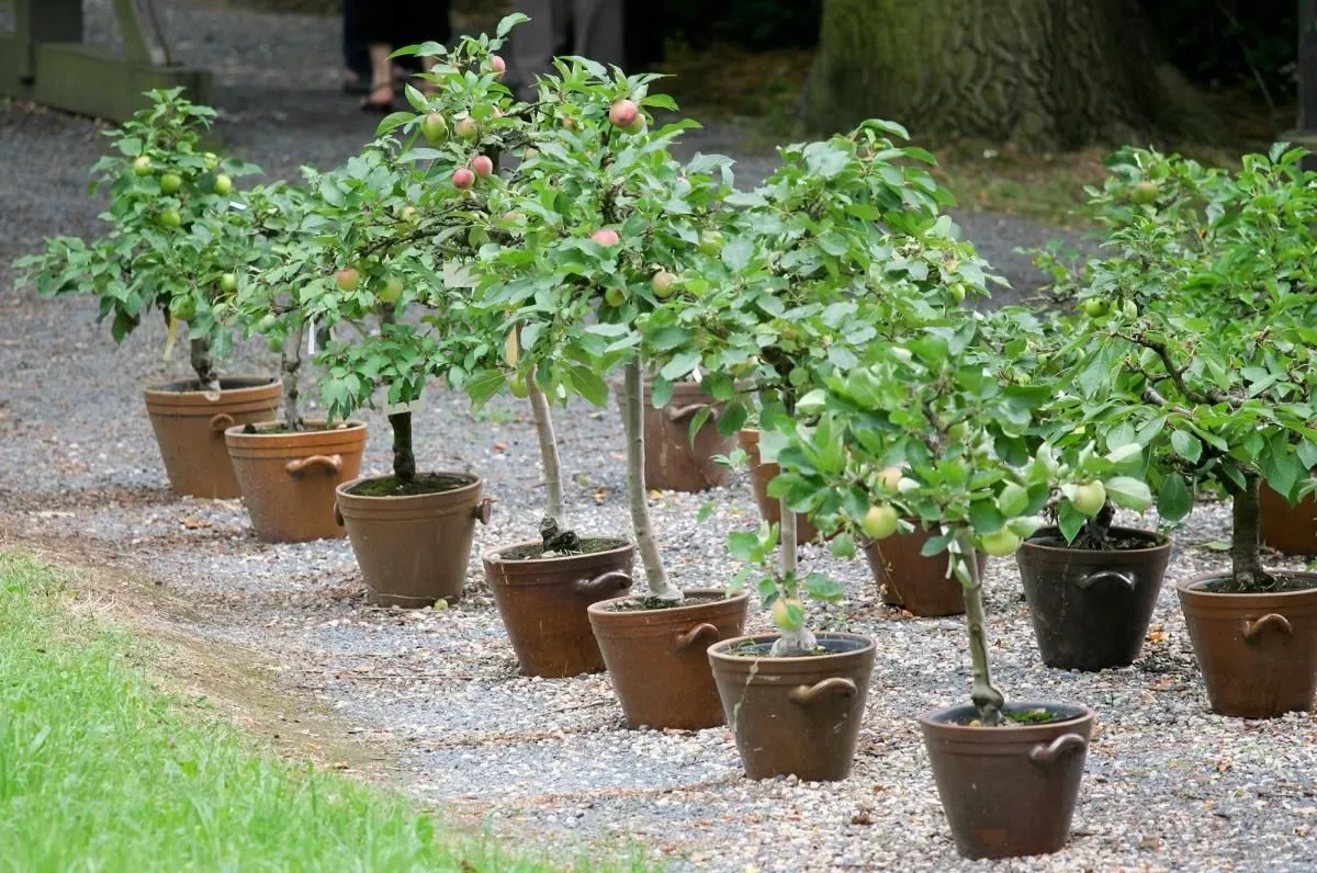 Unternehmen 1 Bild PFLANZENCENTER STEINHOFER GMBH