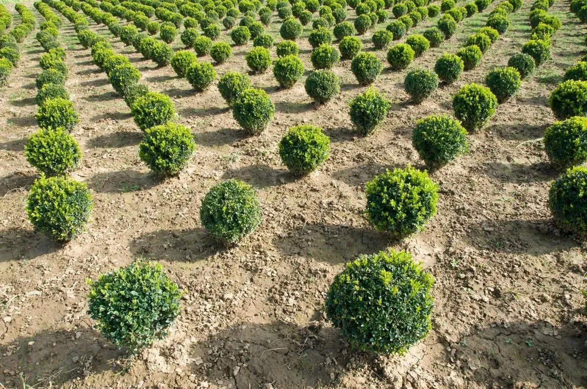 Unternehmen 2 Bild PFLANZENCENTER STEINHOFER GMBH