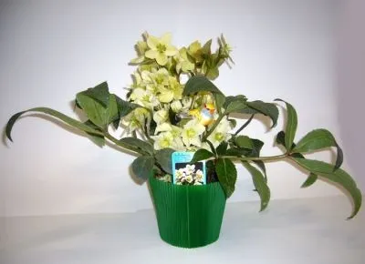 Unternehmen 2 Bild BLUMEN CLAUDIA